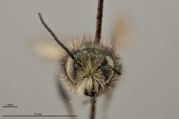Media type: image;   Entomology 790595 Aspect: head frontal view